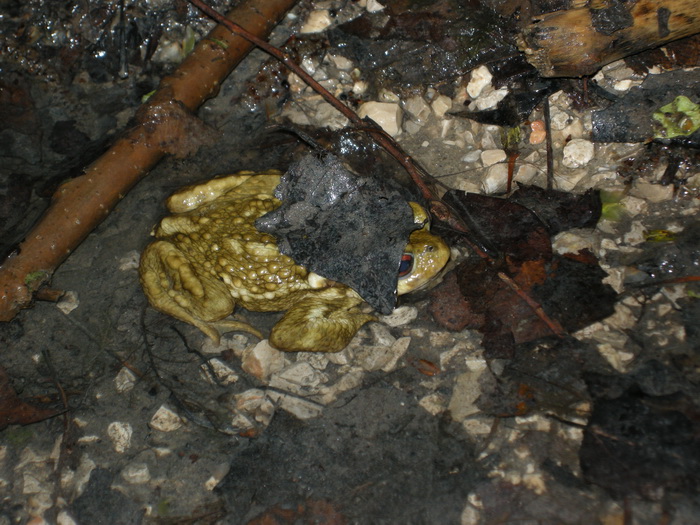 2015-04-10 Arganda del rey - Sapo comuacuten.jpg