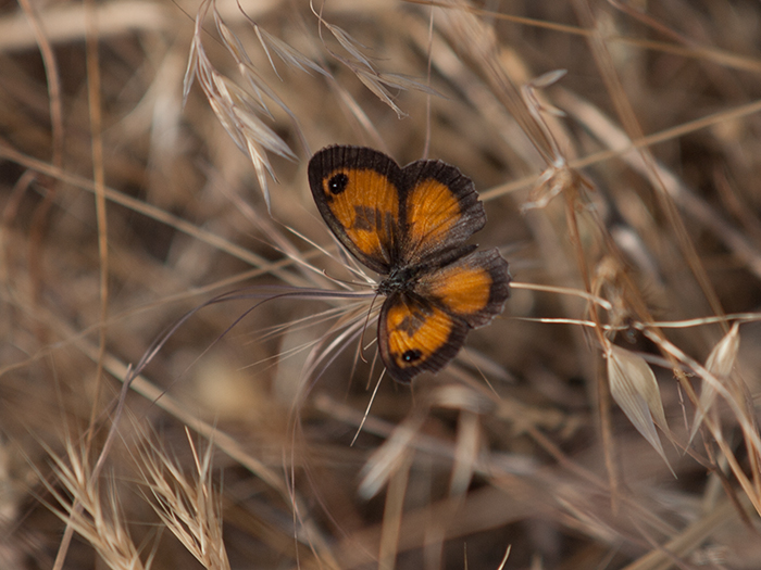 2017-06-24 Hoyo de Manzanares - Lobito jaspeado 2.jpg