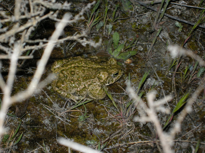 2015-04-10 Rivas Vaciamadrid - Sapo corredor.jpg
