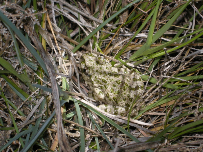 2015-04-10 Rivas Vaciamadrid - Sapo moteado.jpg