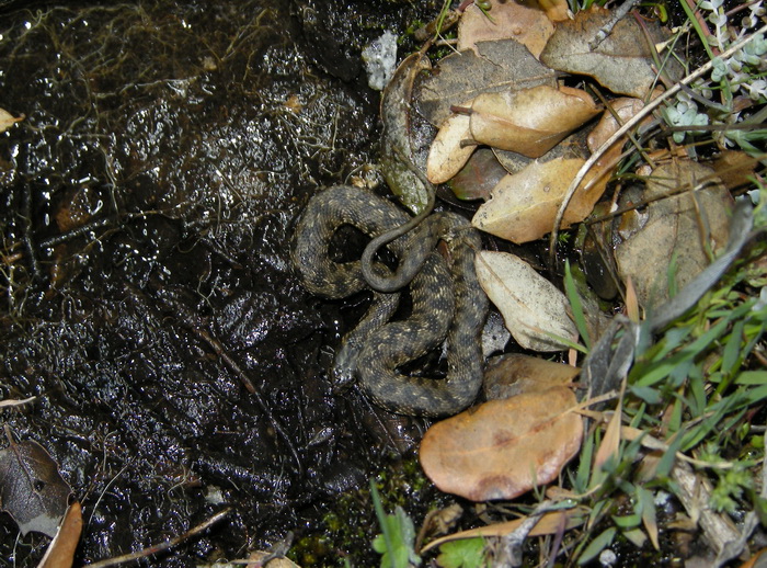 2015-04-11 Alpedrete - culebra viperina_.jpg