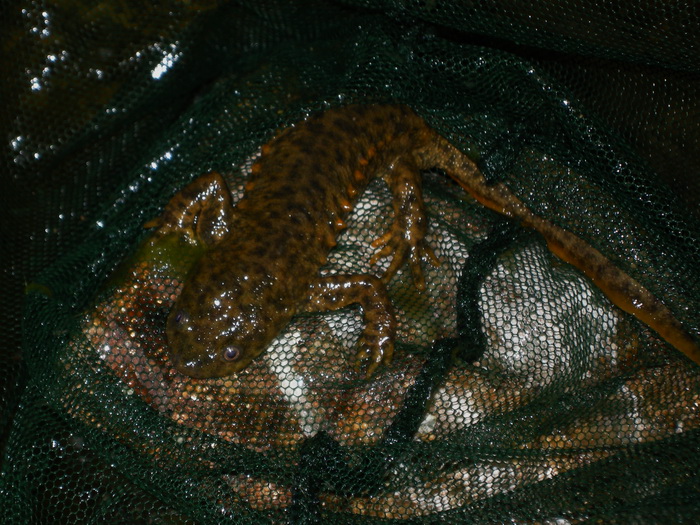 2015-04-11 Alpedrete - Gallipato.jpg