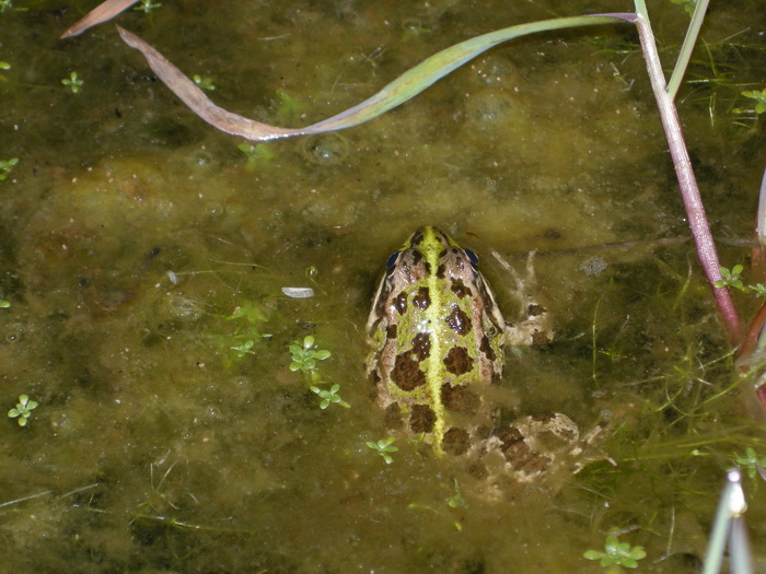 2015-04-11 Alpedrete - Rana comuacuten.jpg