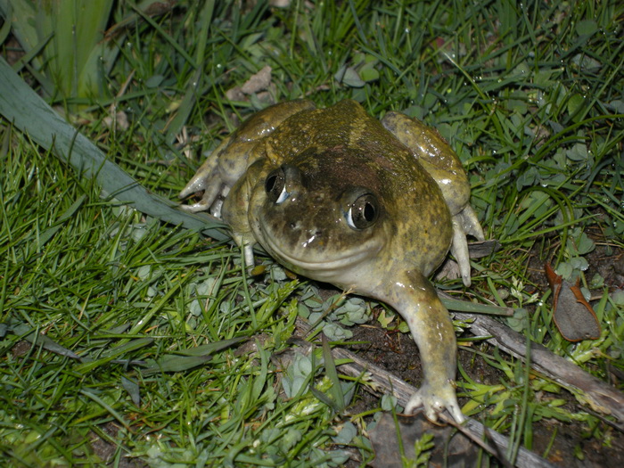 2015-04-11 Alpedrete - Sapo de espuelas.jpg