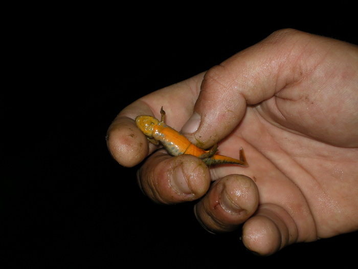 2015-04-11 Alpedrete - Tritoacuten ibeacuterico.jpg