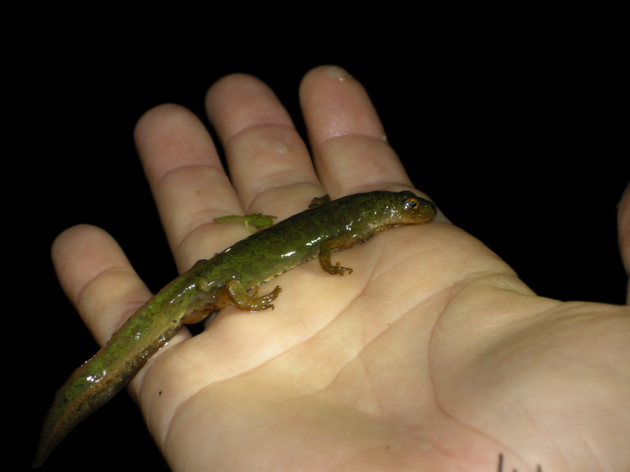 2015-04-11 Alpedrete - Tritoacuten pigmeo hembra_.jpg