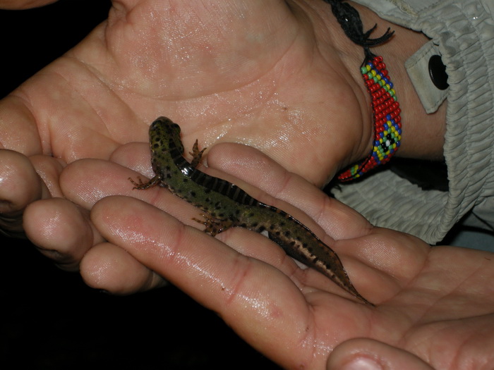 2015-04-11 Alpedrete - Tritoacuten pigmeo_.jpg