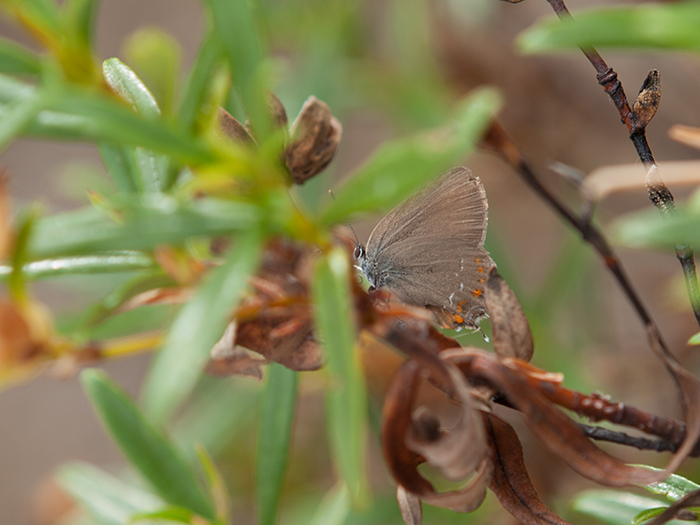 2017-06-24 Hoyo de Manzanares - Qerquera 1.jpg