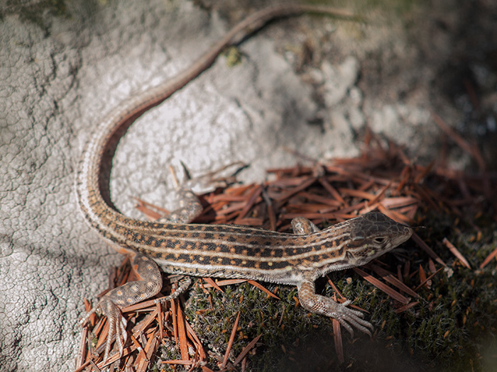 2017-08-12 Hoyo de Manzanares - Lagartija Colirroja (1).jpg