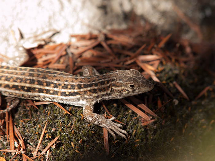 2017-08-12 Hoyo de Manzanares - Lagartija Colirroja (8).jpg