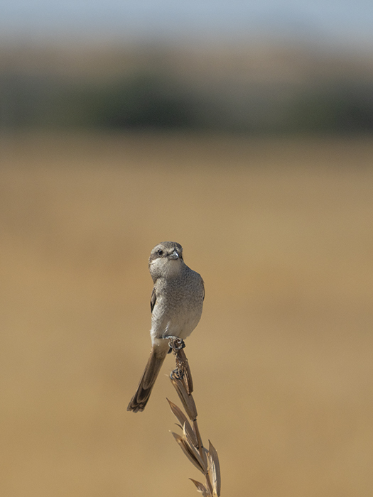 2022-07-24 Stampriet - Alcaudón fiscal sureño (5).jpg