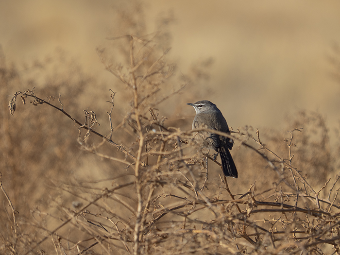 2022-07-24 Stampriet - Alzacola del Karroo (3).jpg