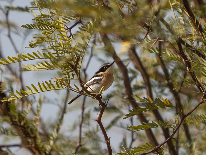 2022-07-24 Stampriet - Batis pririt (2).jpg