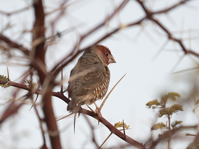 2022-07-24 Stampriet - Estrilda cabecirroja (7).jpg