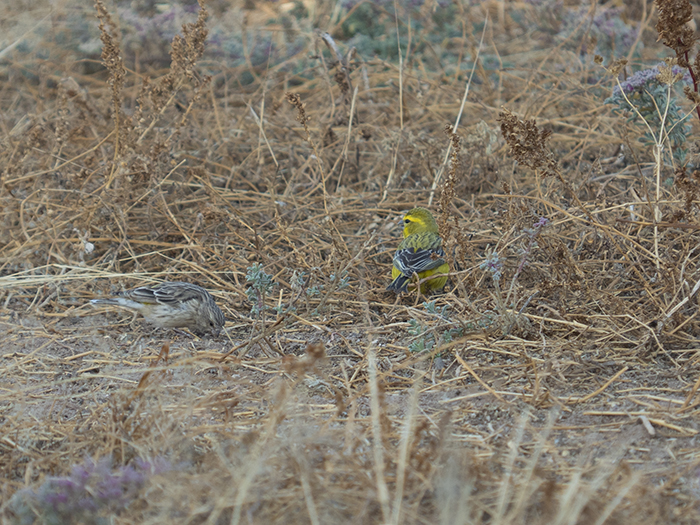 2022-07-24 Stampriet - Serin amarillo (9).jpg