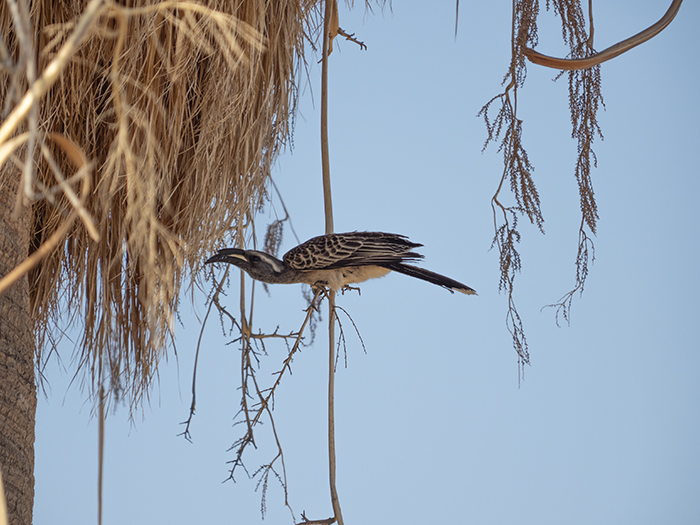 2022-07-24 Stampriet - Toco piquinegro (6).jpg