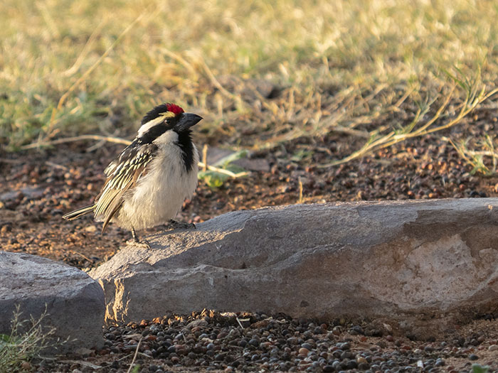 2022-07-25 Stampriet - Barbudo pío (2).jpg