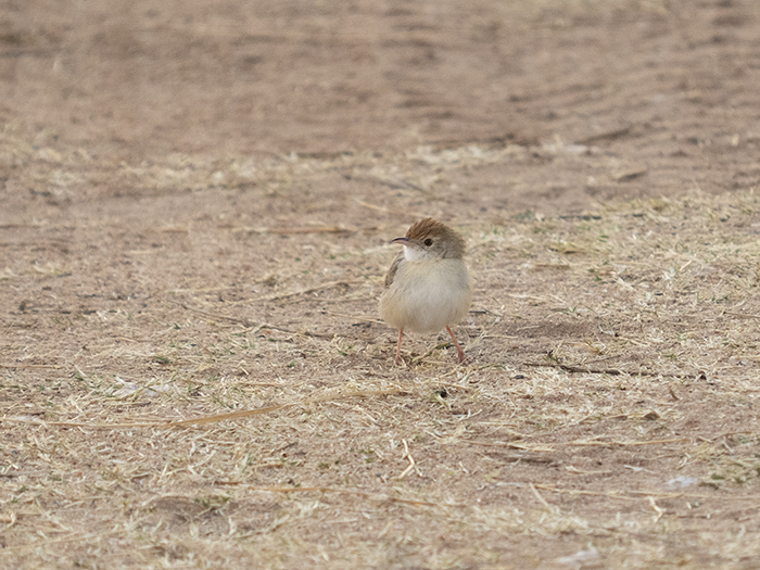 2022-07-25 Stampriet - Cisticola cascabel (1).jpg