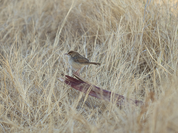2022-07-25 Stampriet - Cisticola cascabel (11).jpg