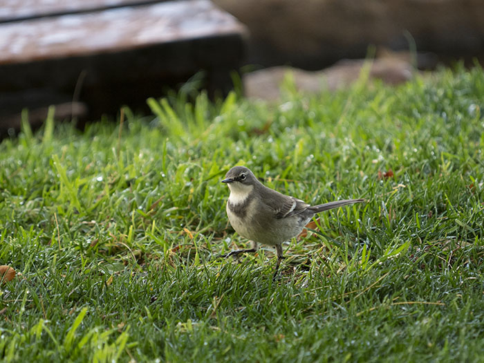 2022-07-25 Stampriet - Lavandera de El Cabo (4).jpg