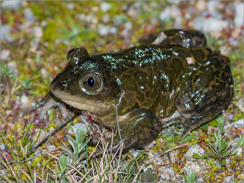 sapo de espuelas.jpg