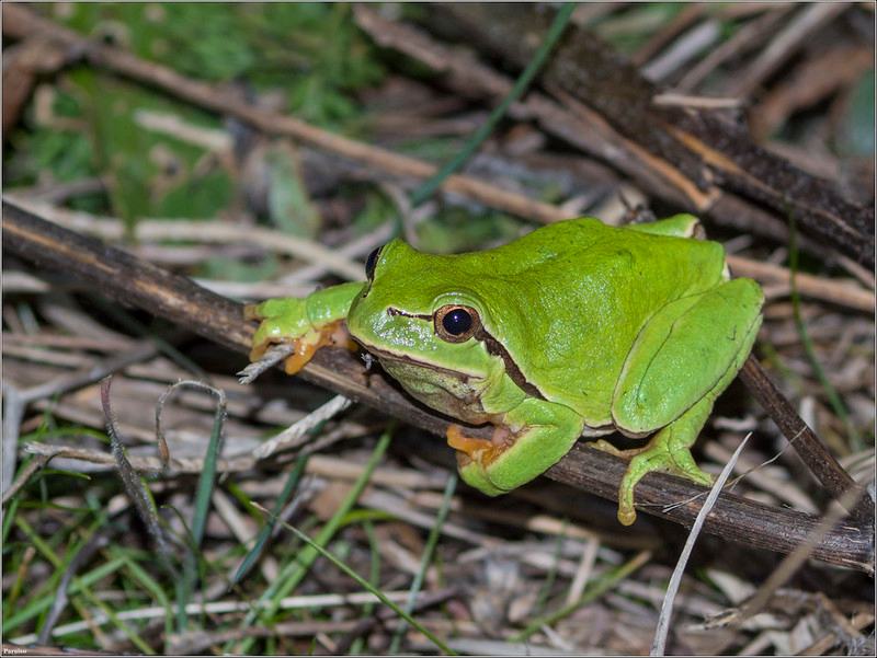 ranita de san antonio 2.jpg