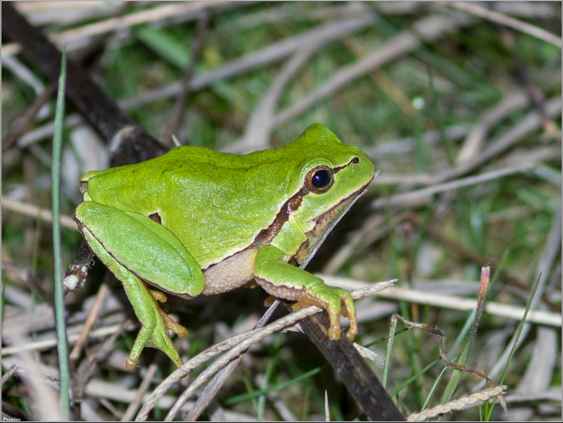 ranita de san antonio 1.jpg