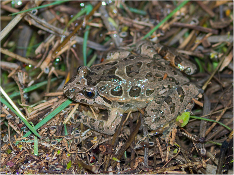 sapillo pintojo iberico.jpg