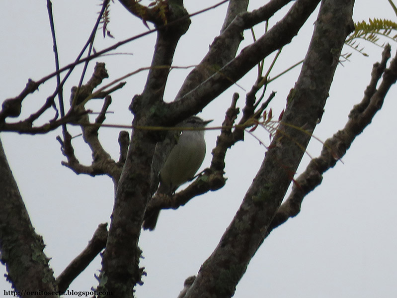 Possible Phylloscartes ventralis IMG_1494-2.jpg