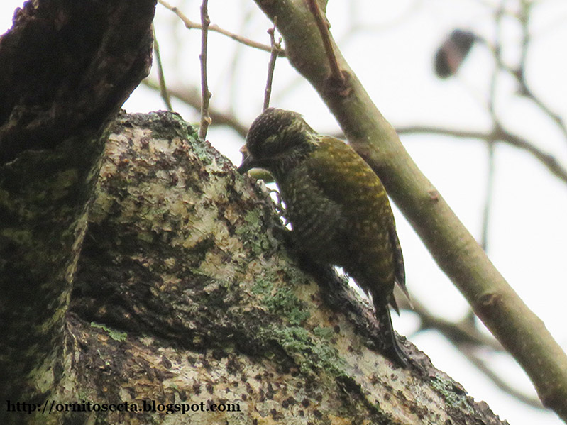 Veniliornis spilogaster IMG_0155.jpg