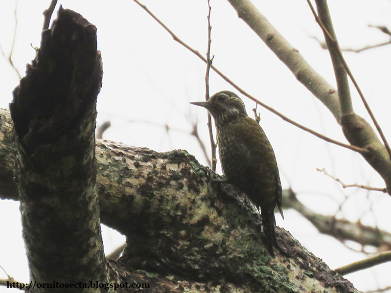 Veniliornis spilogaster IMG_0157.jpg