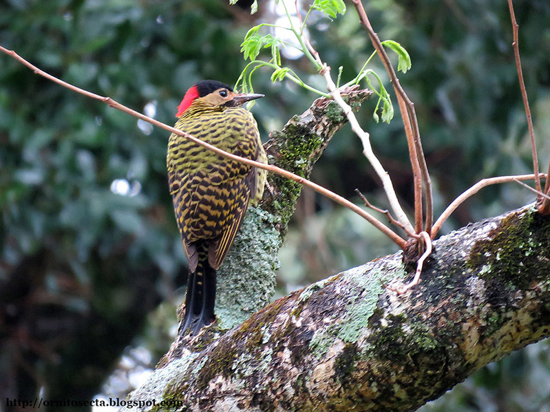 Colaptes melanochloros - Pica pau verde barrado - IMG_0177.jpg