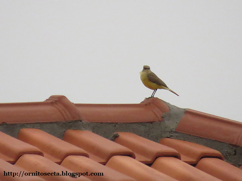 Machetornis rixosa - Suiriri cavaleiro - IMG_0187.jpg