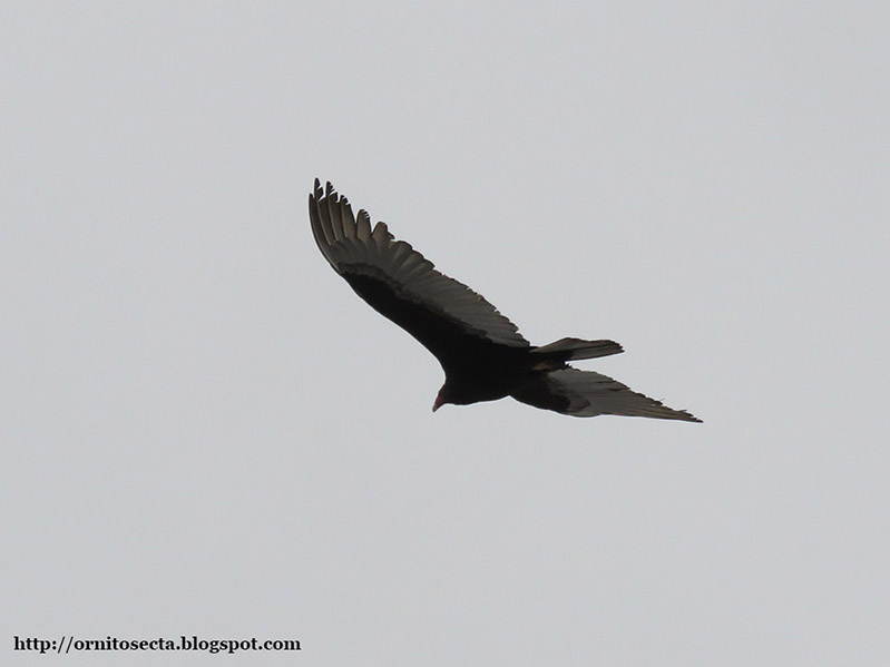 Cathartes aura - Urubu de cabeça vermelha - IMG_0222.jpg