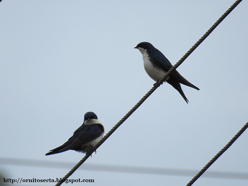 Pygochelidon Pygochelidon cyanoleuca - andorinha pequena de casa - IMG_0240.jpg
