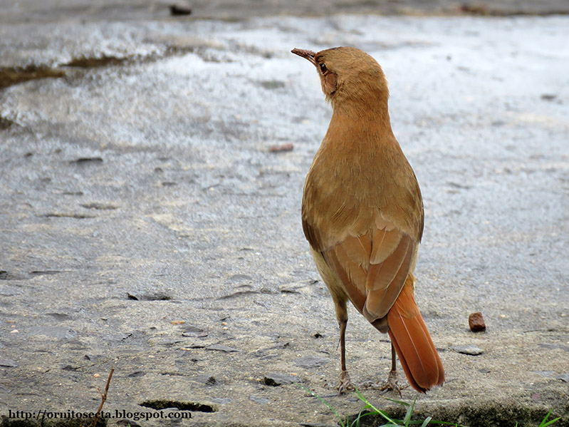 Furnarius rufus IMG_0227.jpg