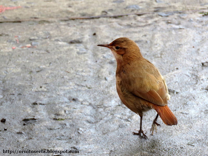 Furnarius rufus IMG_0231.jpg