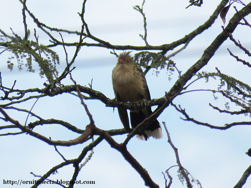 Guira guira IMG_0233.jpg