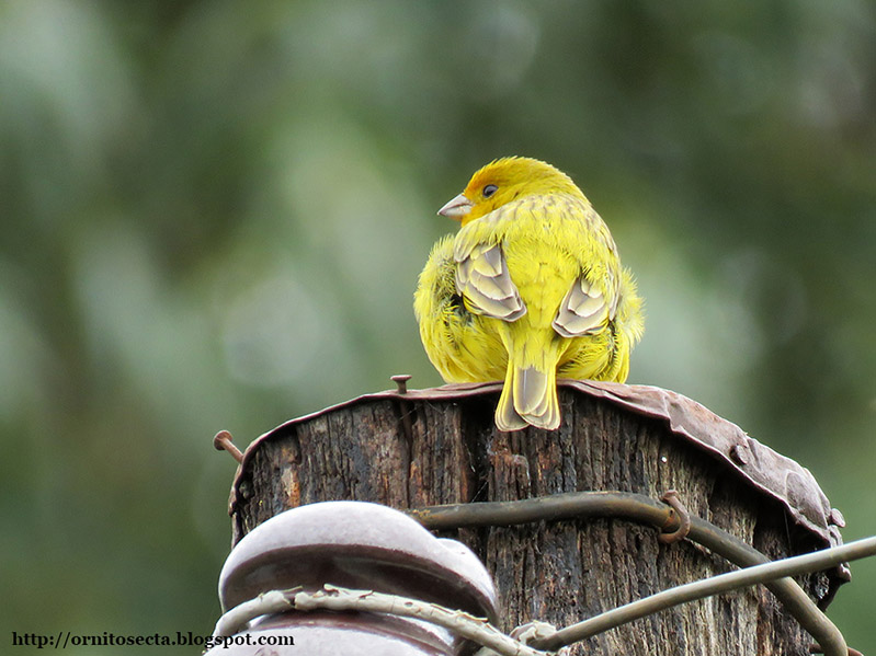 Sicalis flaveola - canário da terra verdadeiro - IMG_0247.jpg