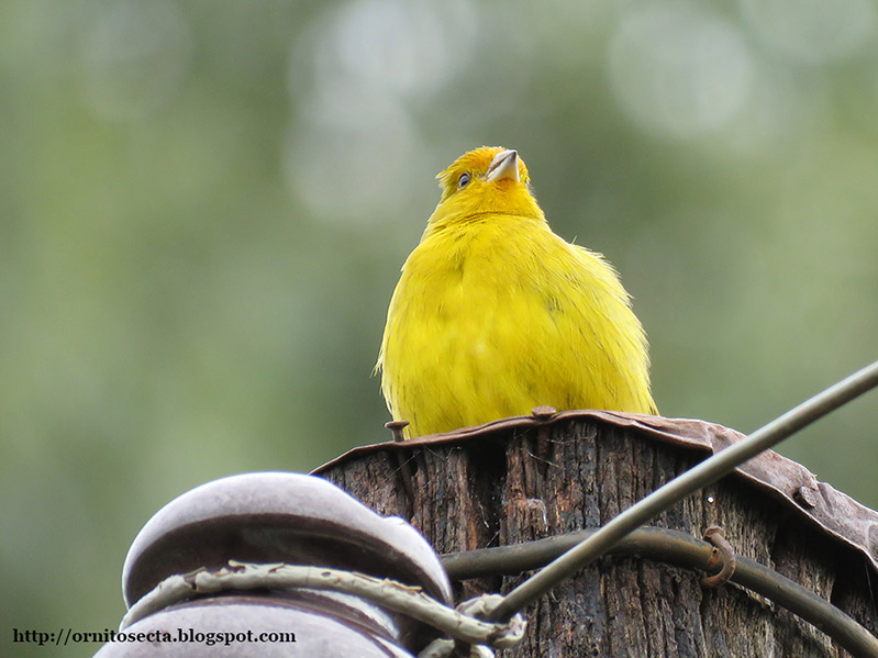 Sicalis flaveola IMG_0252.jpg