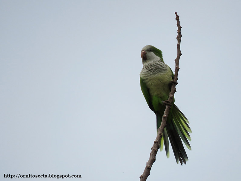 Myiopsitta monachus - caturrita - cotorra gris argentina - IMG_0255.jpg