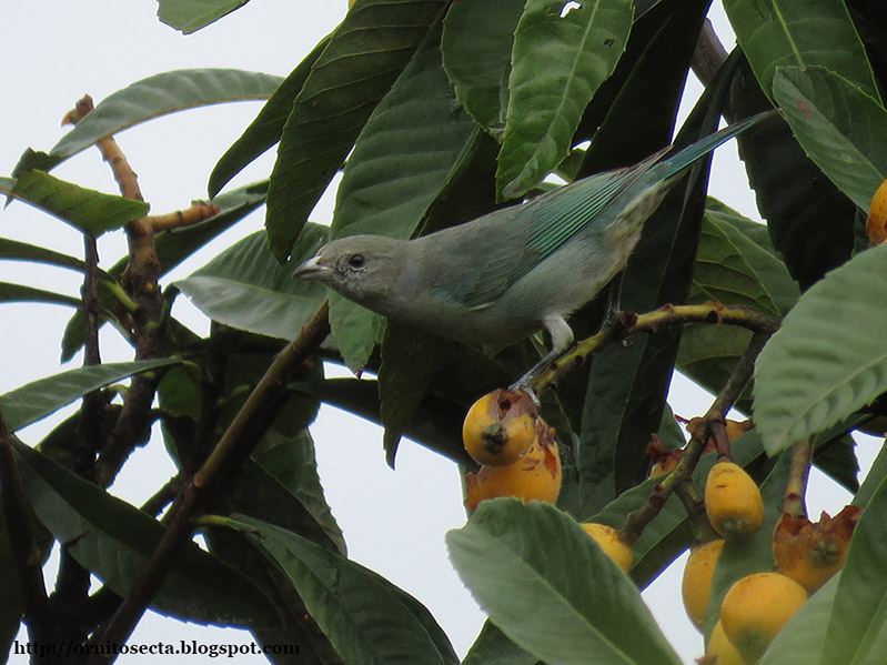 Thraupis sayaca IMG_0262.jpg