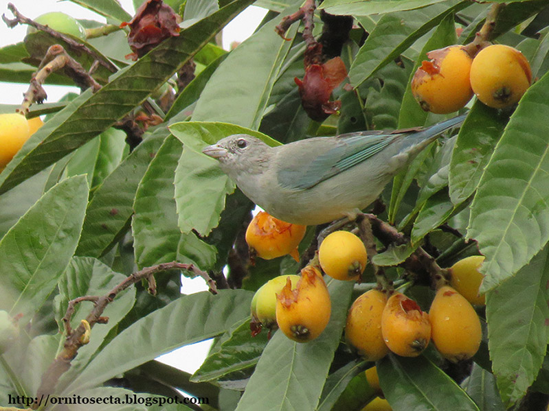 Thraupis sayaca IMG_0268.jpg