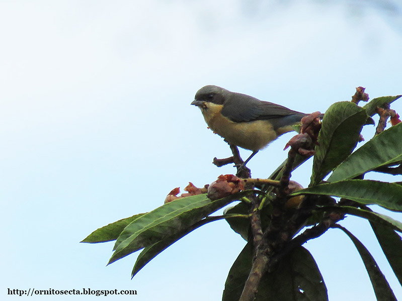 Pipraeidea melanonota - Saíra viúva - IMG_0261-2.jpg