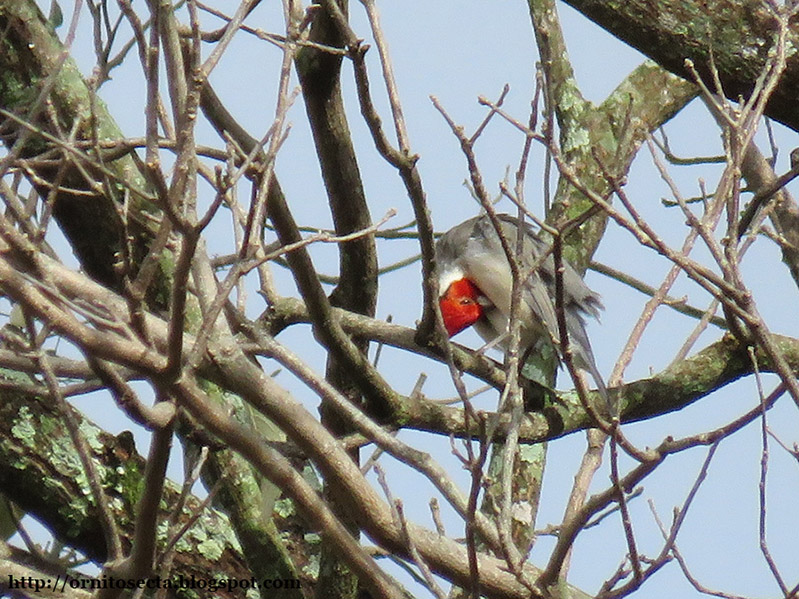 Paroaria coronata - cardeal - IMG_0277.jpg