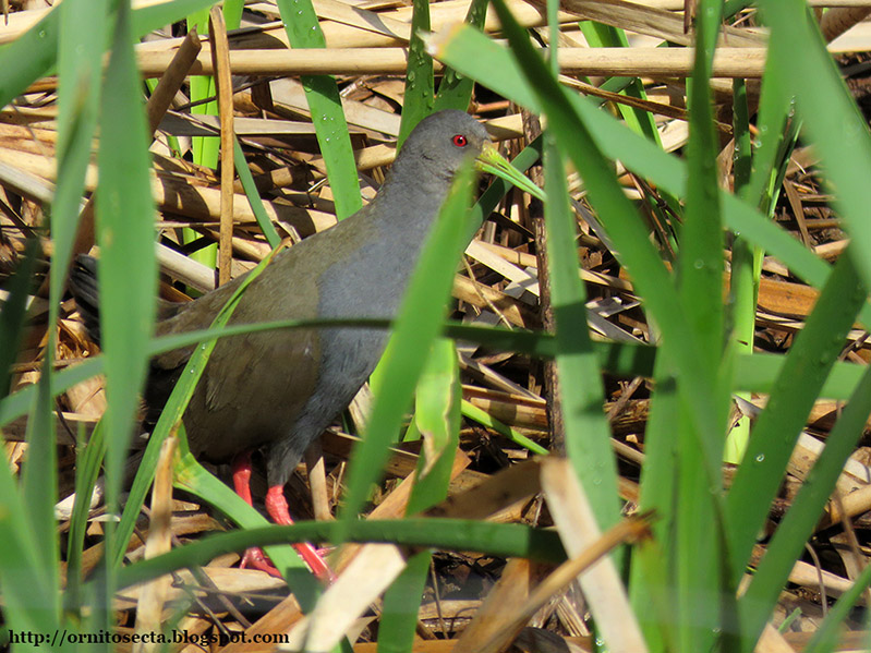 Pardirallus nigricans IMG_0285.jpg