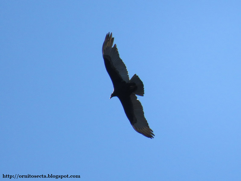 Cathartes aura - Urubu de cabeça vermelha - IMG_0301.jpg