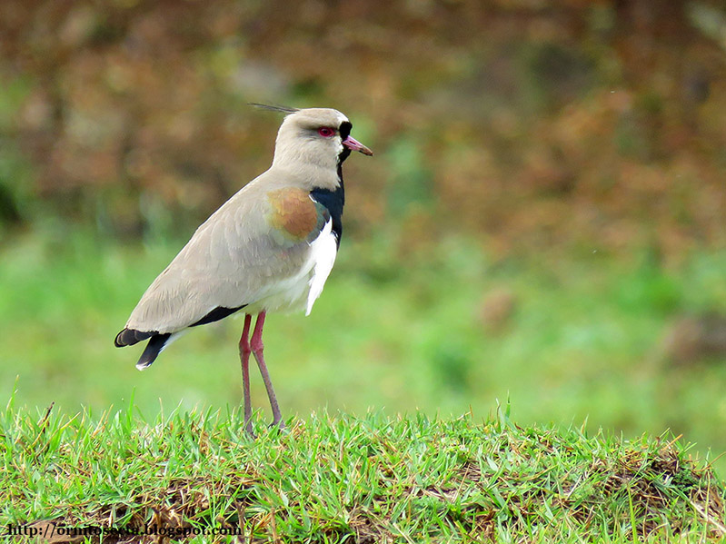 Vanellus chilensis - Quero quero IMG_0270.jpg