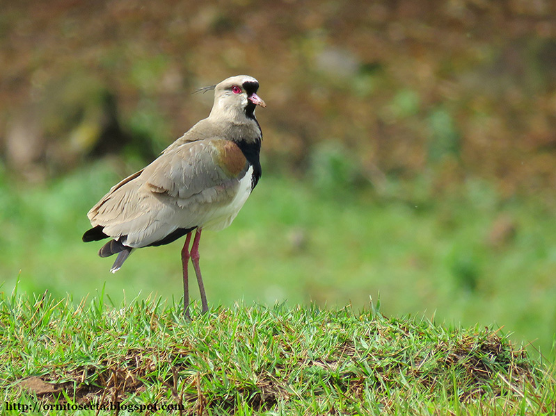 Vanellus chilensis - Quero quero IMG_0273.jpg