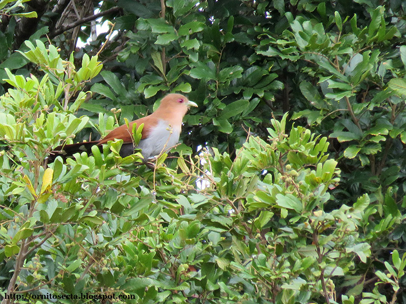 Piaya cayana - alma de gato - IMG_0346.jpg
